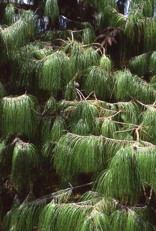 WT 0400 073-09 Australia.jpg